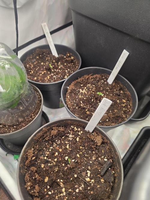 Dankberry, Frozen Black Cherry, Blue Che. Week 1