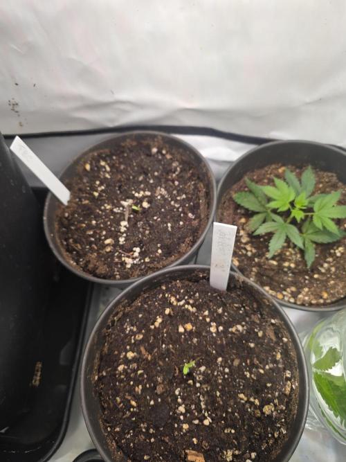 Dankberry, Frozen Black Cherry, Blue Che. Week 1