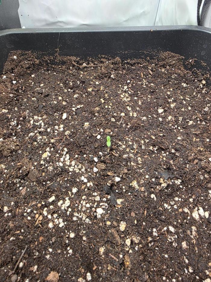 Lemon Cherry Cookies Auto. Week 1