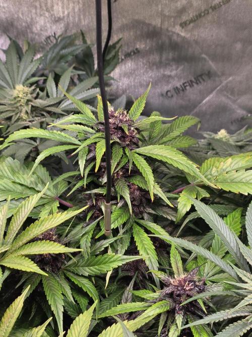 Imperium X Auto. Week 10