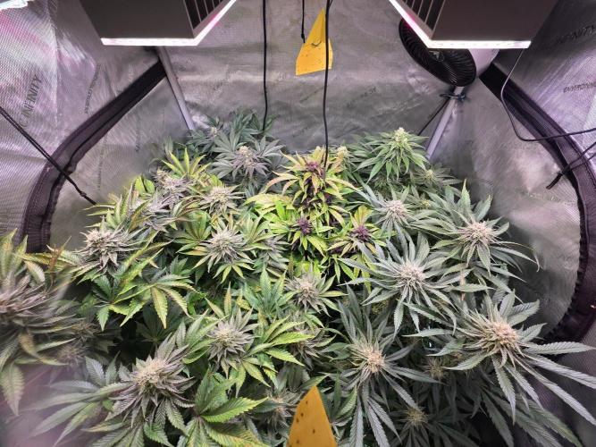 Anesia Run. Week 14