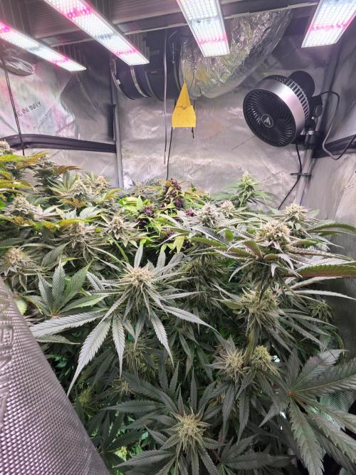 Anesia Run. Week 14