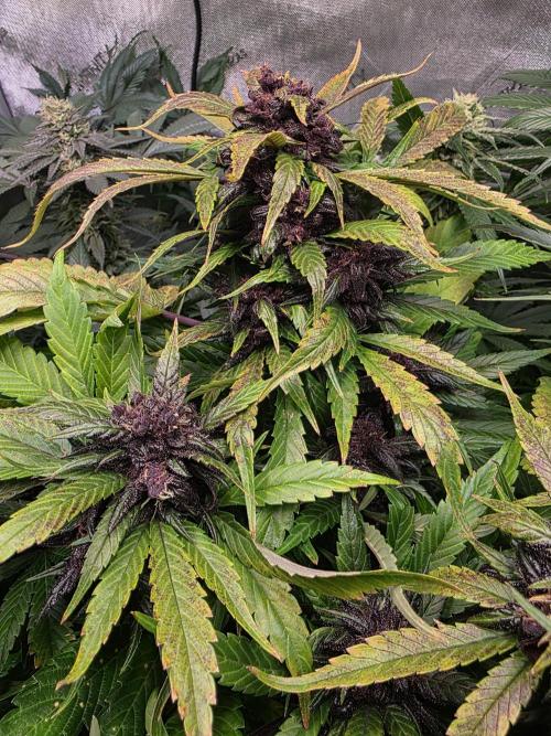 Imperium X Auto. Week 11