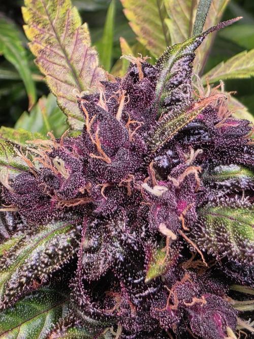 Imperium X Auto. Week 11