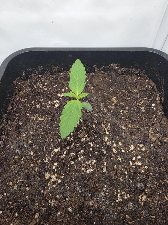Lemon Cherry Cookies Auto. Week 2