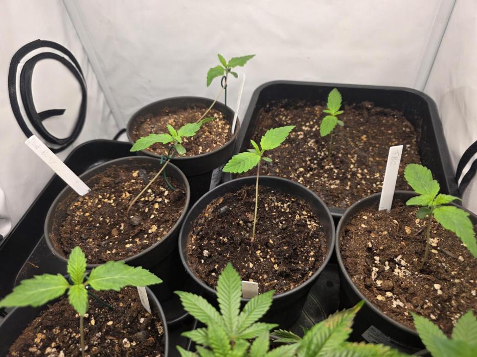 Dankberry, Frozen Black Cherry, Blue Che. Week 2