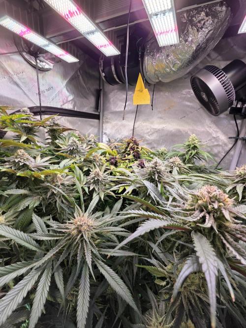 Anesia Run. Week 15