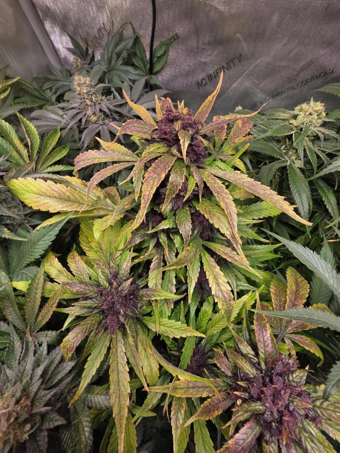 Imperium X Auto. Week 12