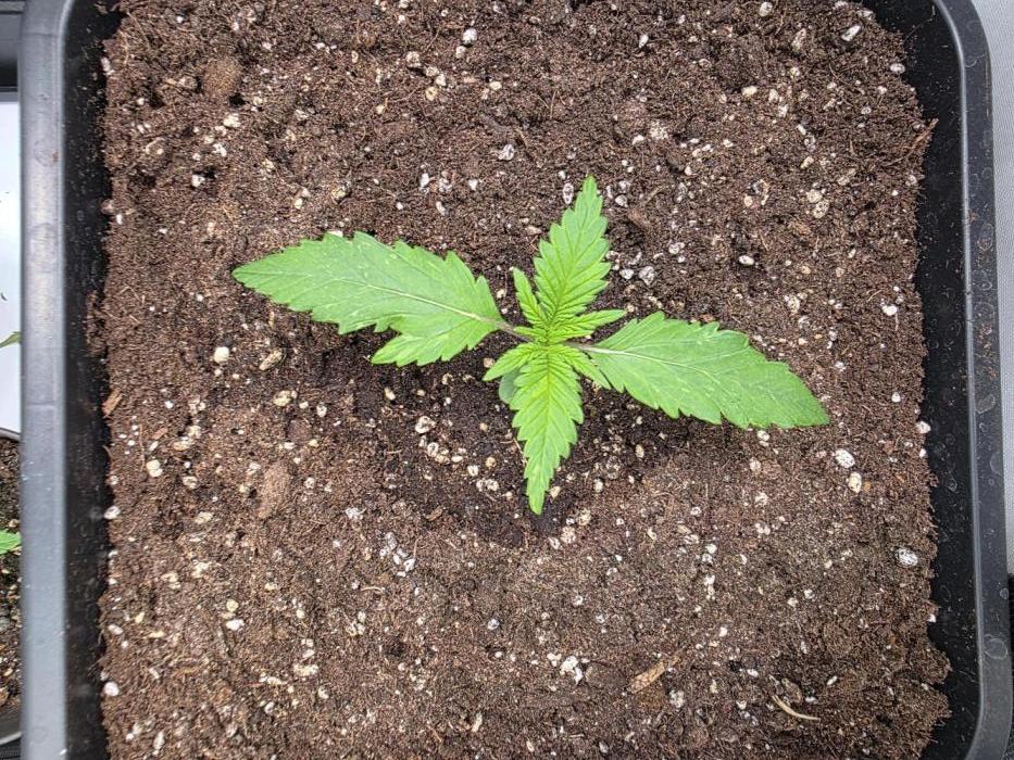 Auto Runde zwei. Week 2