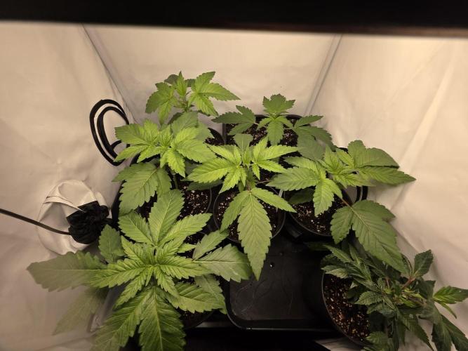 Dankberry, Frozen Black Cherry, Blue Che. Week 3