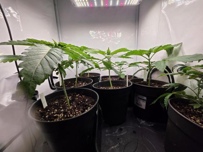 Dankberry, Frozen Black Cherry, Blue Che. Week 3