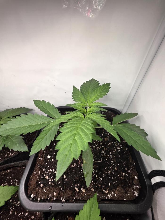 Lemon Cherry Cookies Auto. Week 4