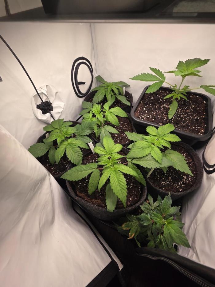Dankberry, Frozen Black Cherry, Blue Che. Week 4