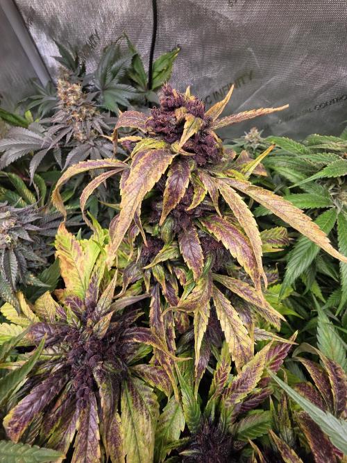 Auto Imperium X. Week 13