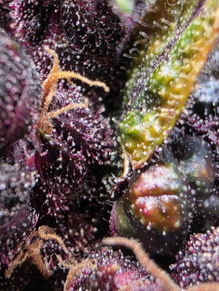 Imperium X Auto. Week 16