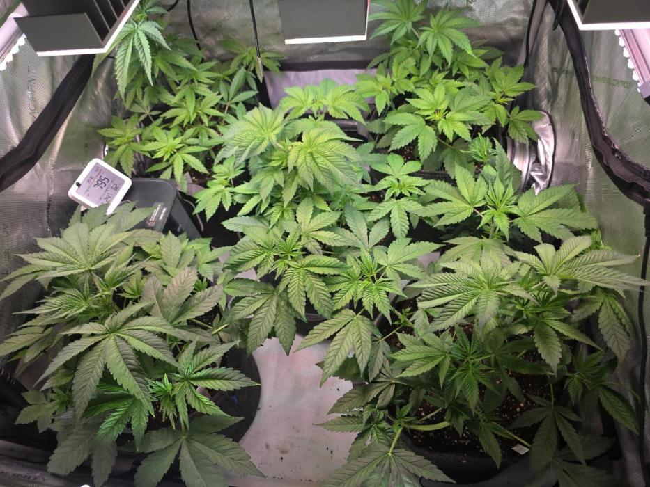 Dankberry, Frozen Black Cherry, Blue Che. Week 6