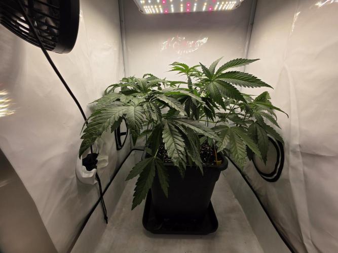 Lemon Cherry Cookies Auto. Week 6