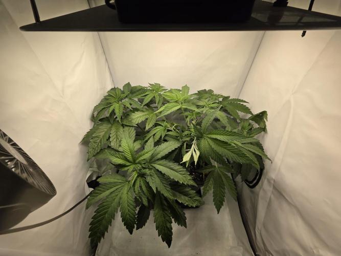 Lemon Cherry Cookies Auto. Week 6