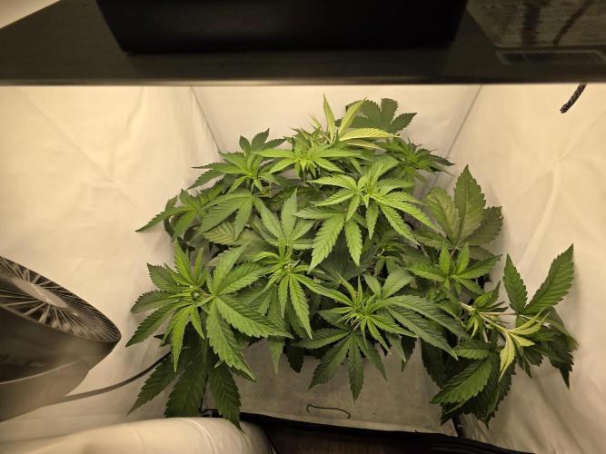 Lemon Cherry Cookies Auto. Week 7