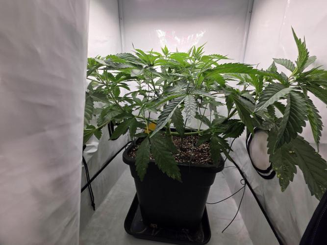 Lemon Cherry Cookies Auto. Week 7