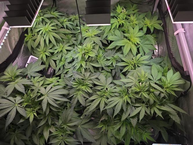 Dankberry, Frozen Black Cherry, Blue Che. Week 7
