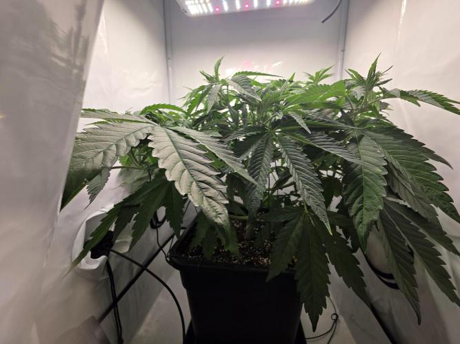 Lemon Cherry Cookies Auto. Week 7