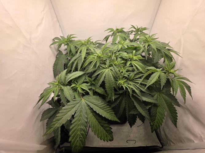 Lemon Cherry Cookies Auto. Week 7