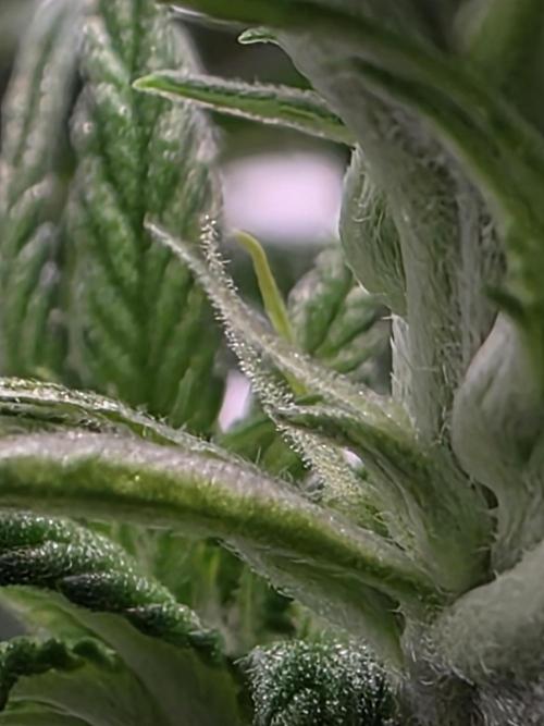 Lemon Cherry Cookies Auto. Week 7
