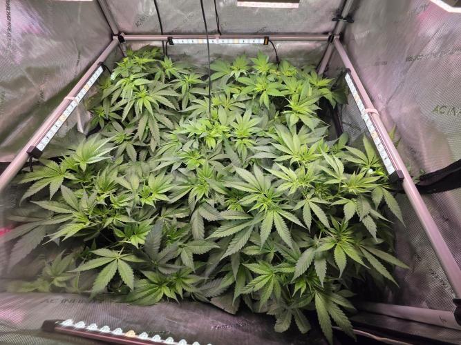 Dankberry, Frozen Black Cherry, Blue Che. Week 7 - Tag 6