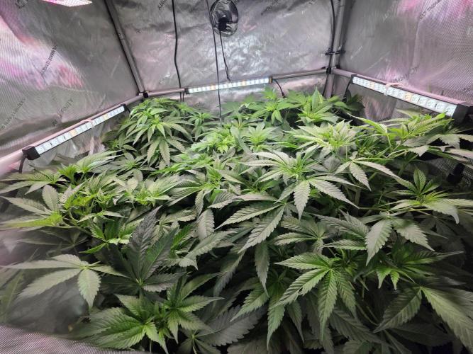 Dankberry, Frozen Black Cherry, Blue Che. Week 7 - Tag 6