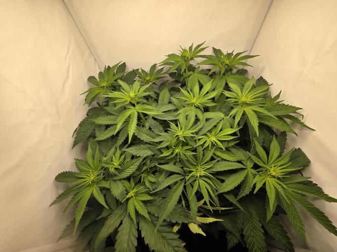 Lemon Cherry Cookies Auto. Week 8