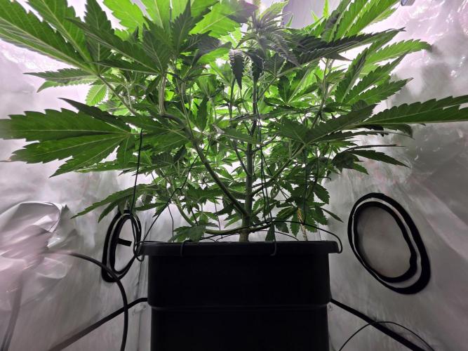 Lemon Cherry Cookies Auto. Week 8