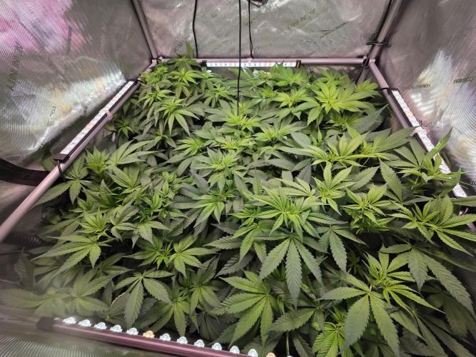 Dankberry, Frozen Black Cherry, Blue Che. Week 8