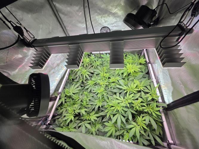Dankberry, Frozen Black Cherry, Blue Che. Week 8