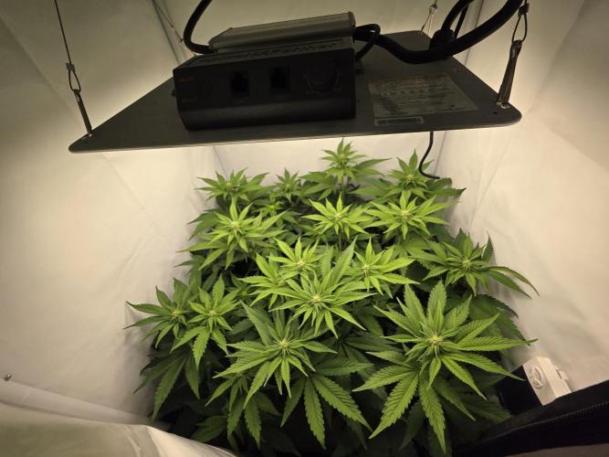 Lemon Cherry Cookies Auto. Week 9