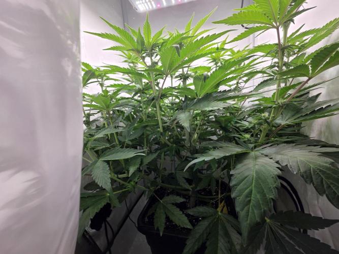 Lemon Cherry Cookies Auto. Week 9