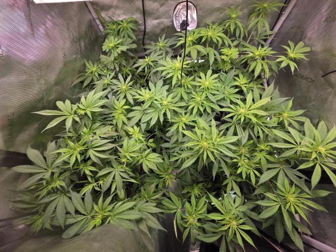 Dankberry, Frozen Black Cherry, Blue Che. Week 9