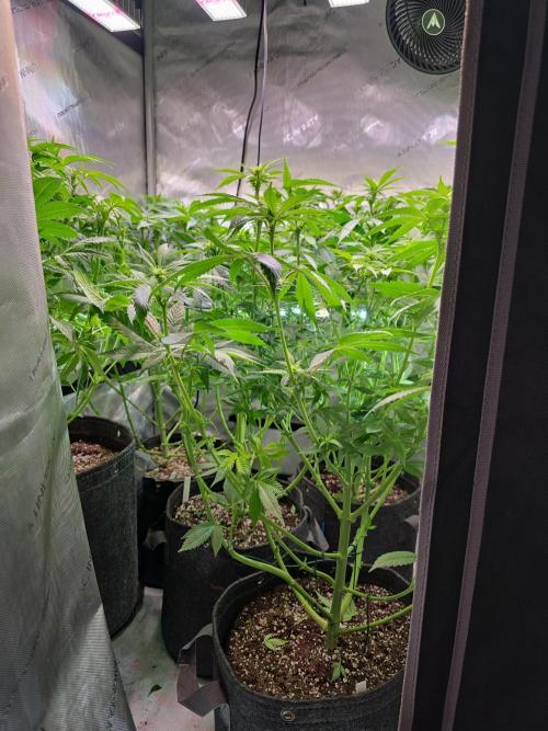 Dankberry, Frozen Black Cherry, Blue Che. Week 9