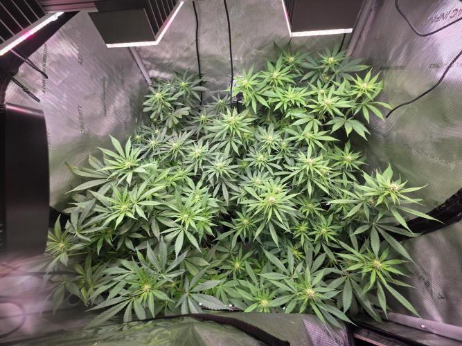 Dankberry, Frozen Black Cherry, Blue Che. Week 10