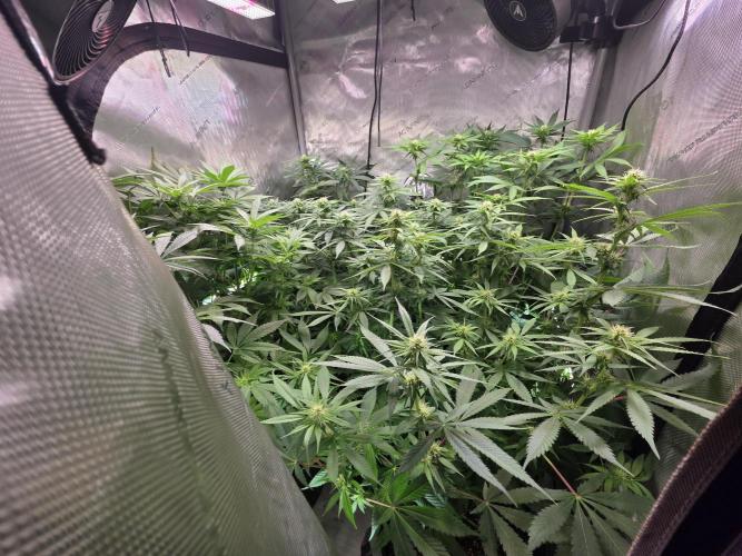 Dankberry, Frozen Black Cherry, Blue Che. Week 10