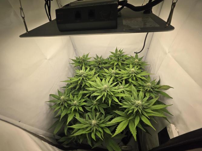 Lemon Cherry Cookies Auto. Week 10