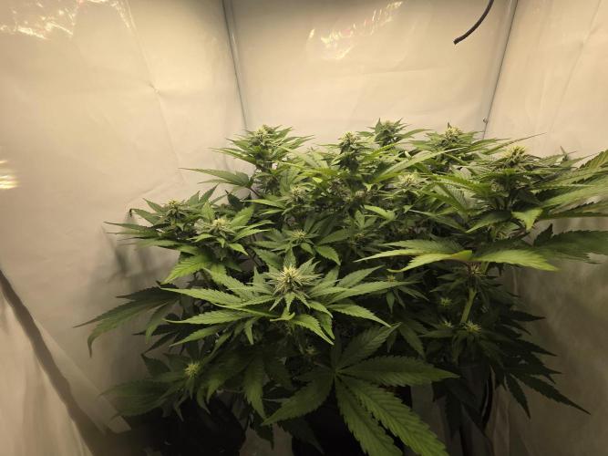 Lemon Cherry Cookies Auto. Week 10