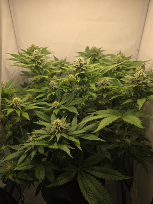 Lemon Cherry Cookies Auto. Week 10 - Tag 25