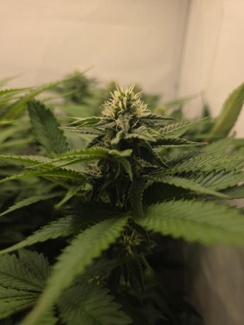 Lemon Cherry Cookies Auto. Week 10
