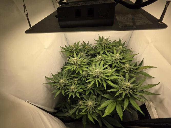 Lemon Cherry Cookies Auto. Week 11
