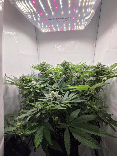 Lemon Cherry Cookies Auto. Week 11