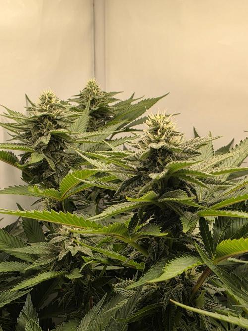 Lemon Cherry Cookies Auto. Week 11