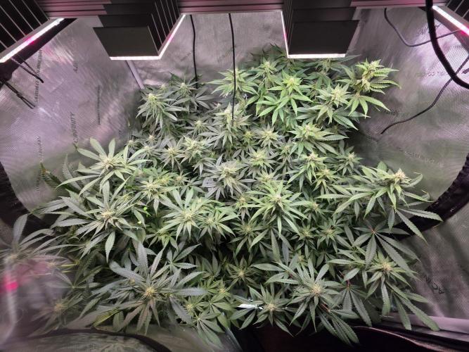 Dankberry, Frozen Black Cherry, Blue Che. Week 11