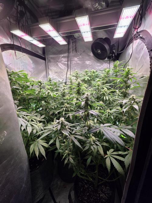 Dankberry, Frozen Black Cherry, Blue Che. Week 11