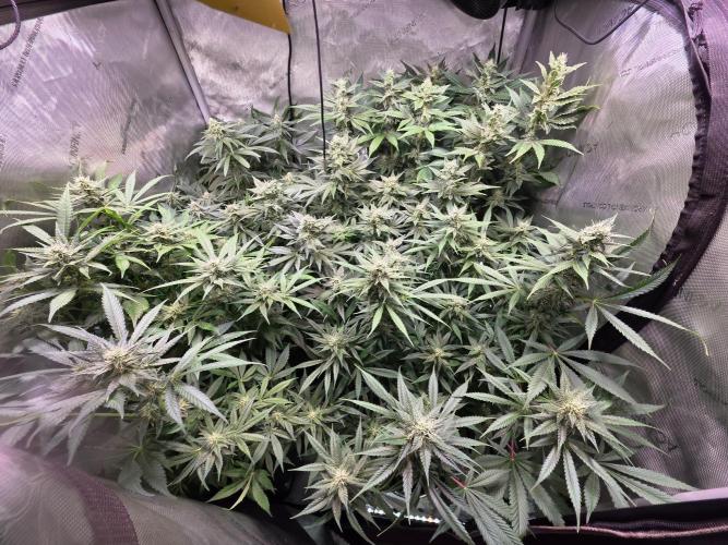 Dankberry, Frozen Black Cherry, Blue Che. Week 12